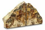 Tall Petrified Wood Bookends - Nevada #297304-2